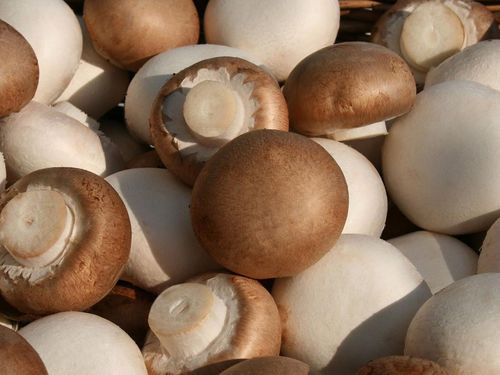 Bild Champignons