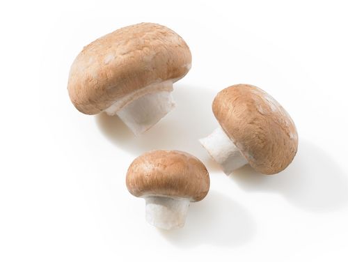 Bild brauner Champignon